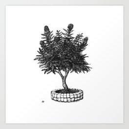 Jacaranda tree - Ink Drawing Art Print