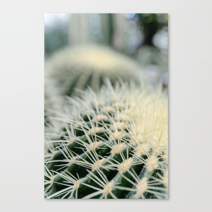 Cuddling cacti - 3 Canvas Print