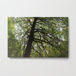 Oak tree on the Alder Trail - Goodyear Heights Metro Park Metal Print