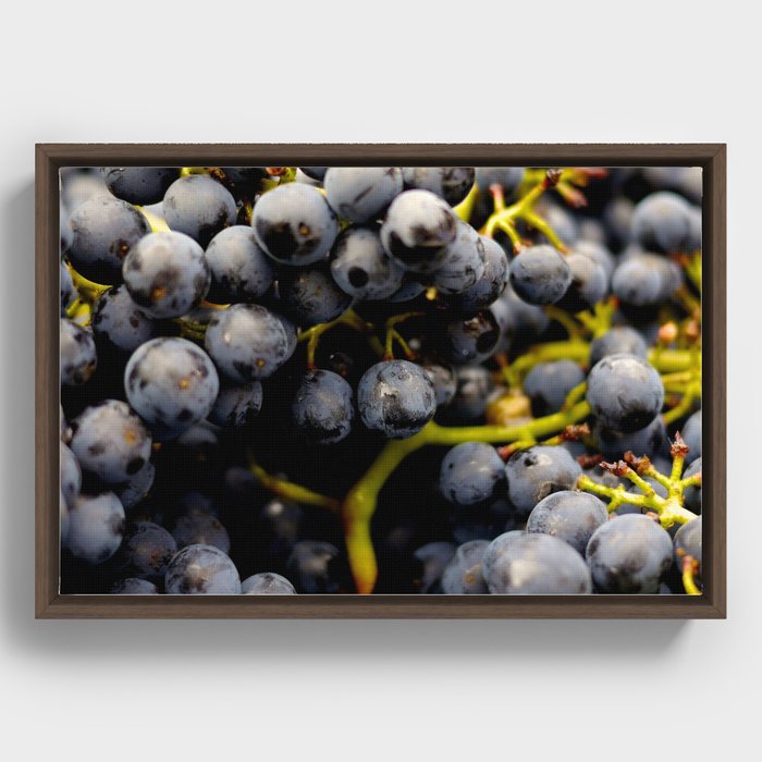 Grapes Framed Canvas