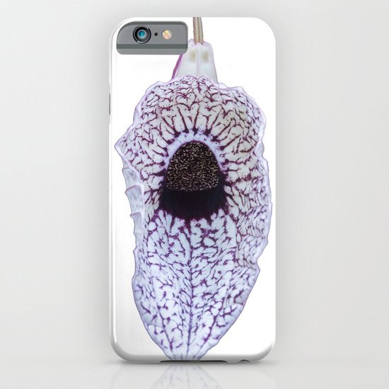 Aristolochia grandiflora (Pelican Flower) iPhone & iPod Case