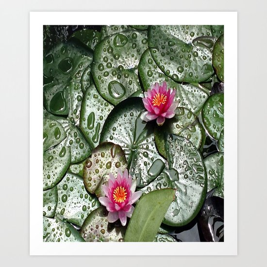 Lily Pads Art Print