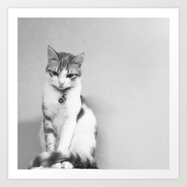 Cat Photography Art Prints Society6