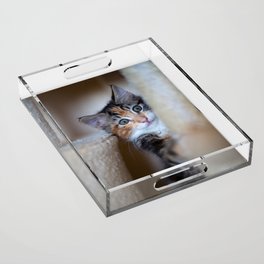 CATS Acrylic Tray