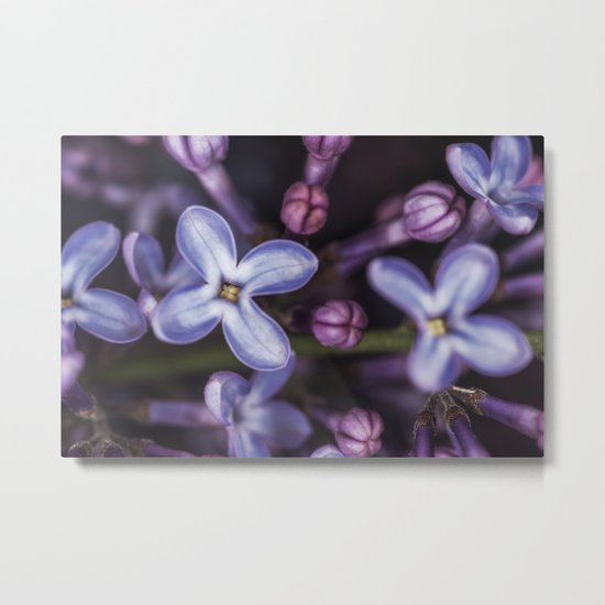 Lilacs close up Metal Print