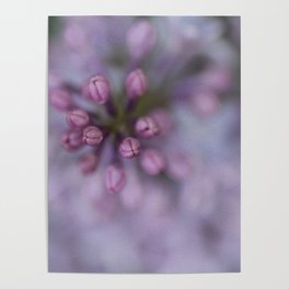 Lilacs Poster