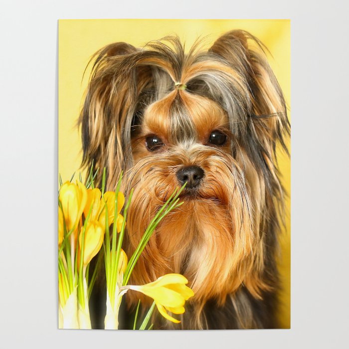 Spring Yellow Crocuses With Yorkie Puppy  Poster