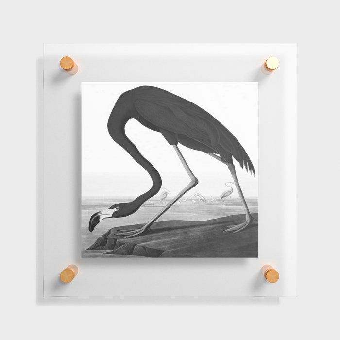 John James Audubon American Flamingo, black, white  Floating Acrylic Print