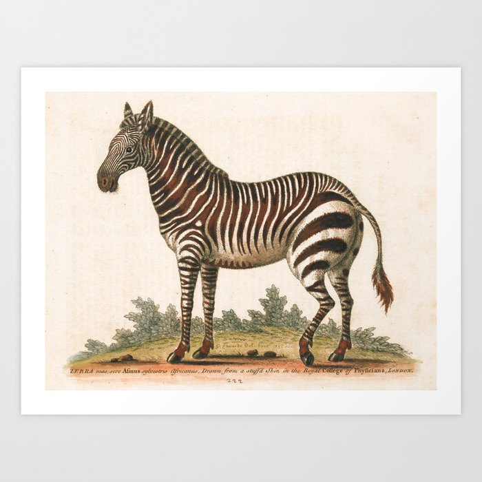 Male zebra by George Edwards, 1758 (benefiting The Nature Conservancy) Art Print