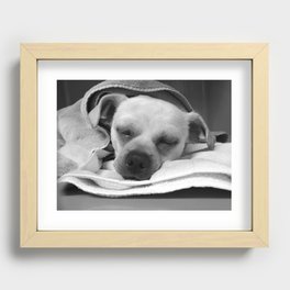 Peacefully Sleeping Dog Recessed Framed Print