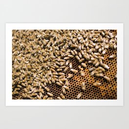 beekeeping composition no.1 Art Print