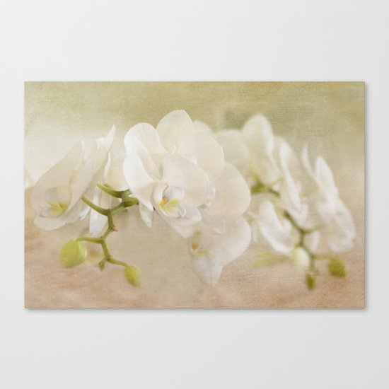 White Orchids Canvas Print