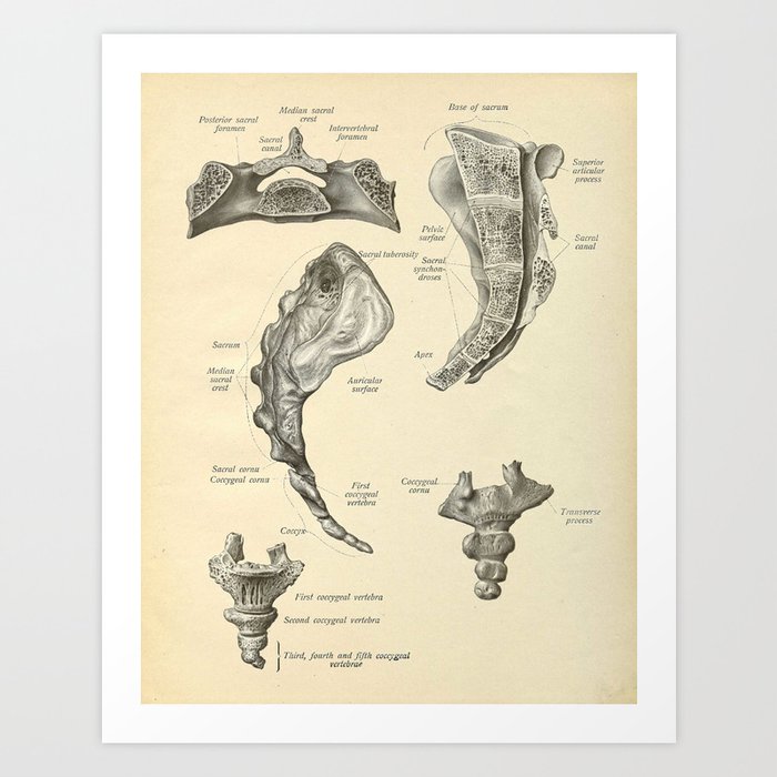 Vintage Human Sacrum Anatomy Print Art Print