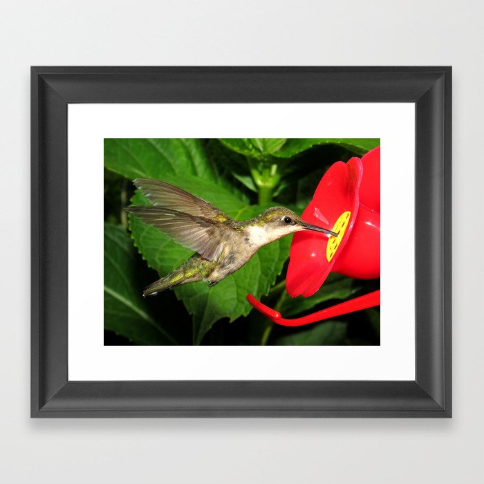 Hovering hummingbird 27 Framed Art Print