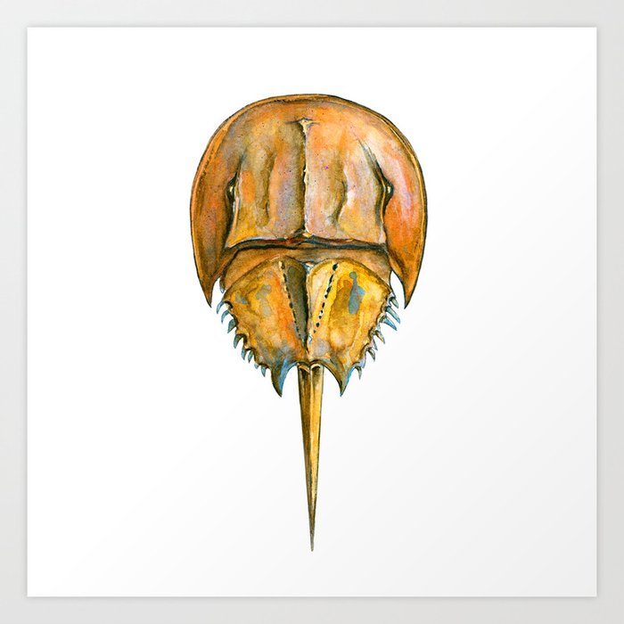 Brown Horseshoe Crab Art Print