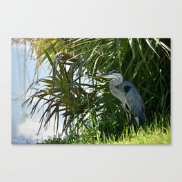 Shady Blue Heron Canvas Print