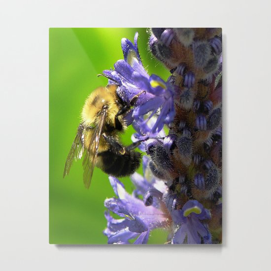 Bee all you can Bee Metal Print