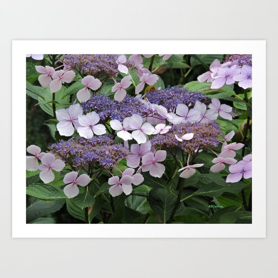 Hydrangea Violet Hues Art Print