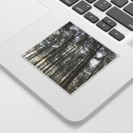 Fall forrest - soft sunlight at sunset - trees, pattern - nature photography Sticker
