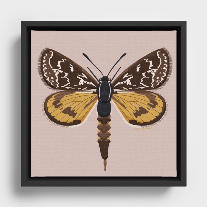 Golden Sun Moth Framed Canvas