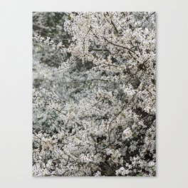 White Flower Canvas Print