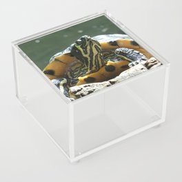 Turtle Sunbathing Acrylic Box