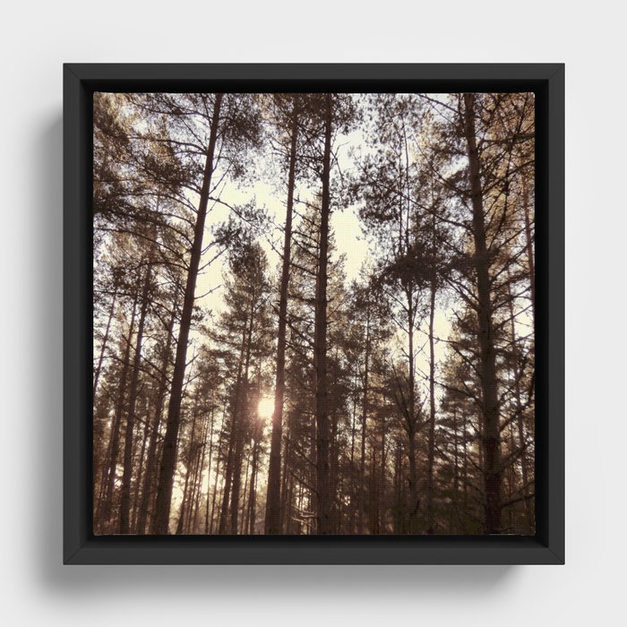 Pine Tree Canopy with Winter Sun in Old  Framed Canvas