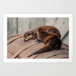 Sleeping Otters | Wildlife photography | Fine art nature  Art Print