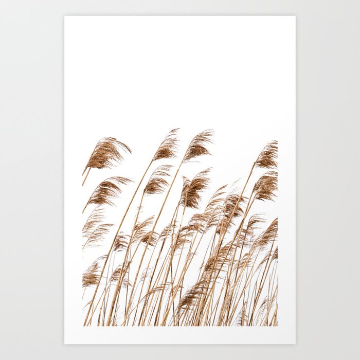 Pampas Grass  Art Print