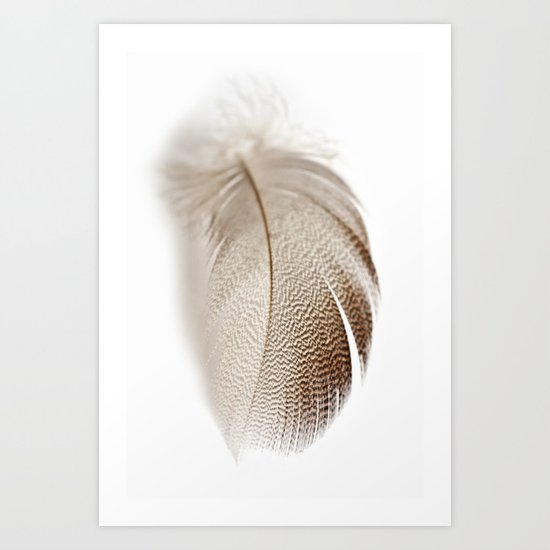 Mallard Feather Art Print