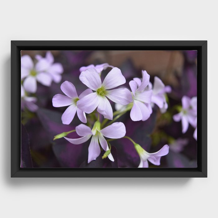Delicate Lavender Petals Framed Canvas