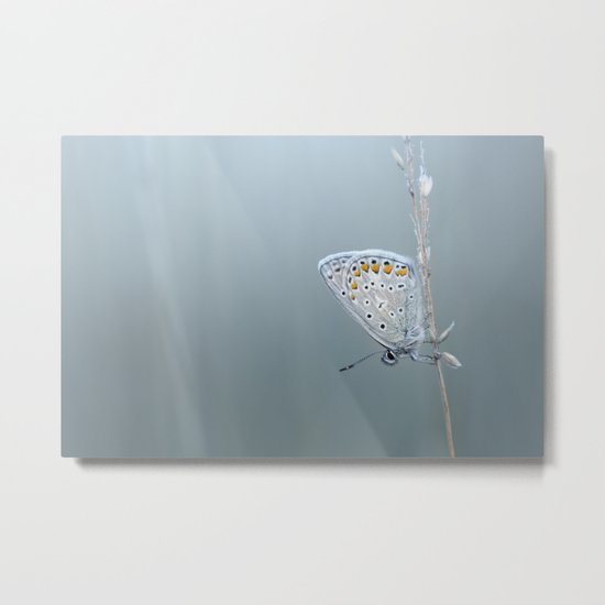 Blue morning... Metal Print
