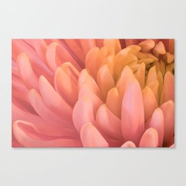 Pink Chrysanthemum Macro 1 Canvas Print