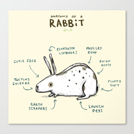 Anatomy of a Rabbit Canvas Print