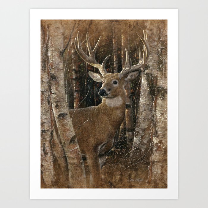 Deer - Birchwood Buck Art Print