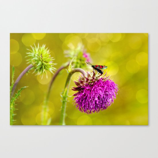 Butterfly and а thistle Canvas Print
