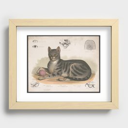 The Cat - Felis domesticus Recessed Framed Print