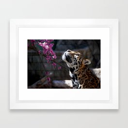 Jaguar  Framed Art Print
