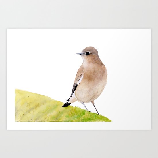 Wheatear Bird, Brown Bird, Watercolor painting Art Print
