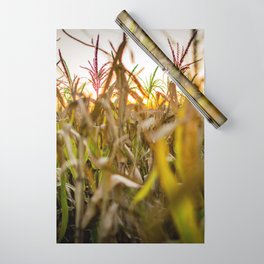 Argentina Photography - Big Corn Field Under The Sunset Wrapping Paper