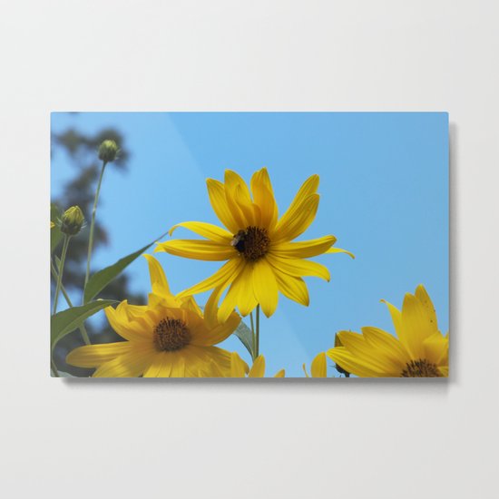 The Golden Sunflower Metal Print