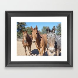 Two mules and a horse. Framed Art Print