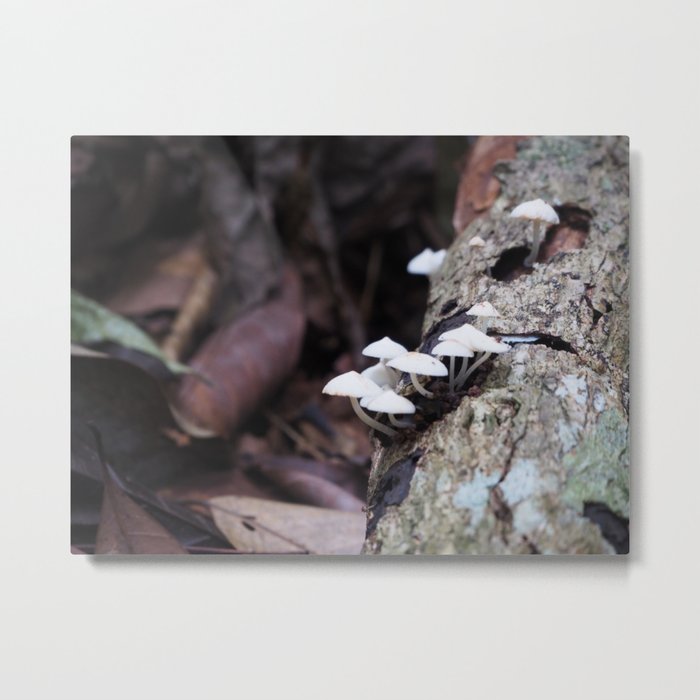 Little mushroom Metal Print