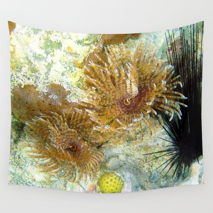 Watercolor Sealife Magnificent Feather Duster 01 St John Usvi