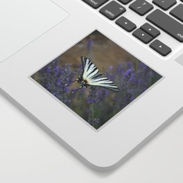 Stunning Swallowtail On Lavender Spike Photograph Sticker