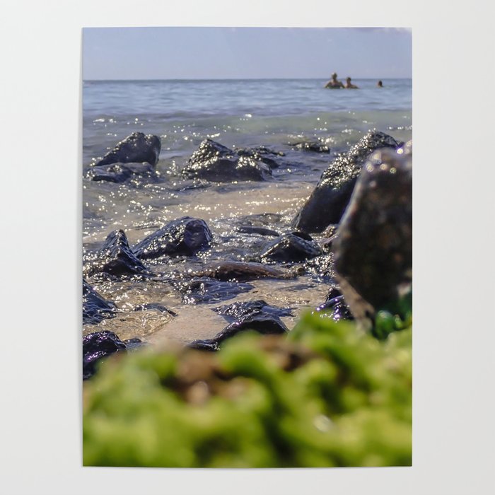 Rocks and algae Poster