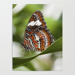 Orange Lacewing BUTTERFLY Poster