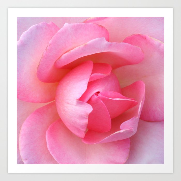 rose 2645 Art Print