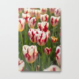 Striped Tulips Metal Print
