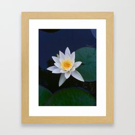 Water Lily Framed Art Print